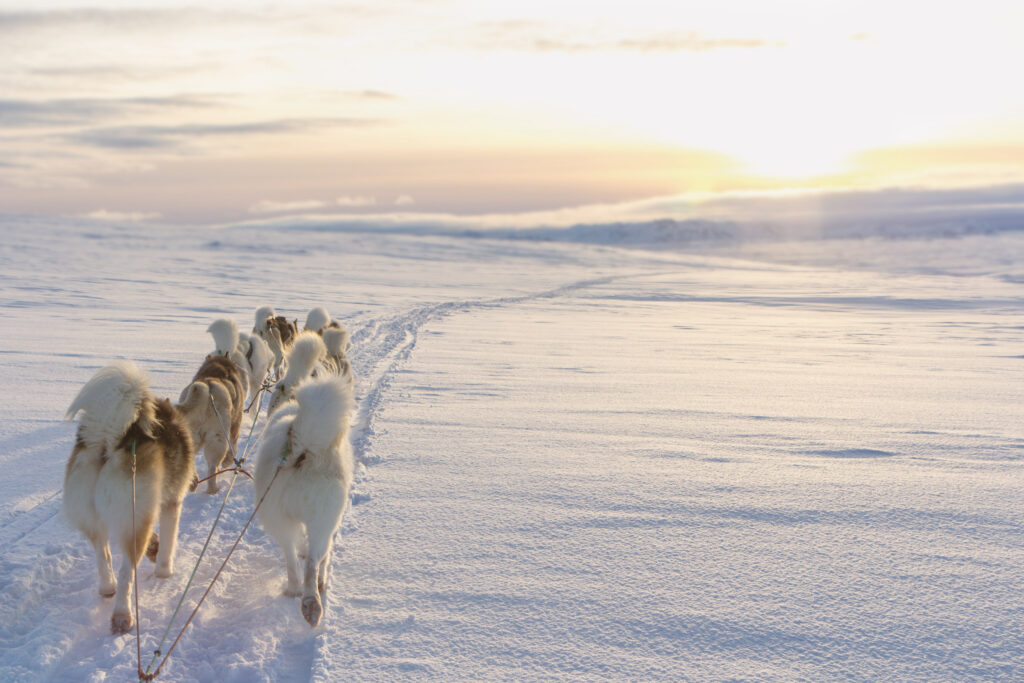 Sled-dogs