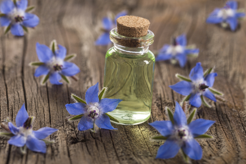Borage Oil: The Inflammation-Fighting Superstar